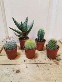 small cactus mix